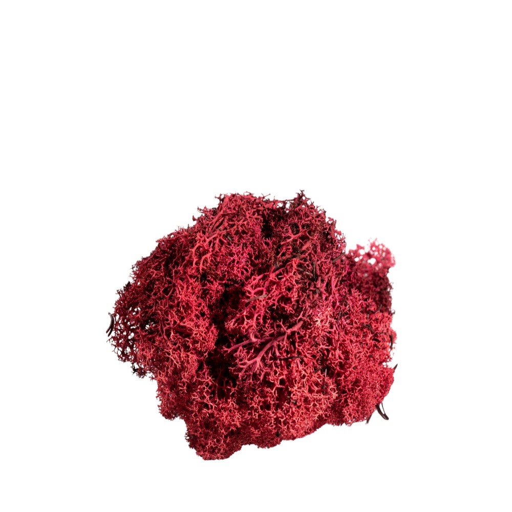 Muschio Nordico 450gr Red